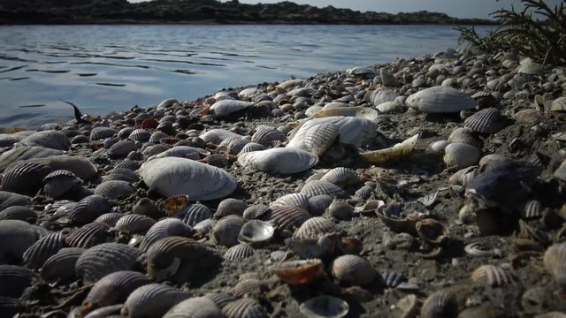Soft-shell clams or sand gaper,