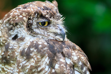 Spotted Eagle-Owl