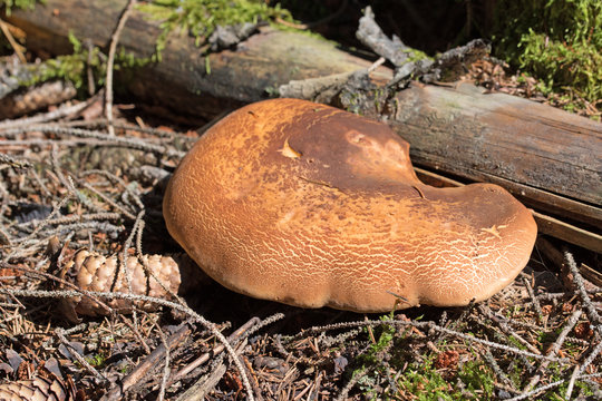 Samtfu&szlig;krempling, Tapinella atrotomentosa, Samtfu&szlig;-Holzkrempling