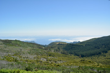 Flora of volcanic mountain in Atlantic island, madeira