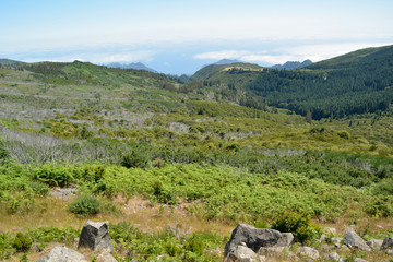 Fototapeta na wymiar Flora of volcanic mountain in Atlantic island, madeira