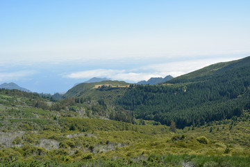 Fototapeta na wymiar Flora of volcanic mountain in Atlantic island, madeira