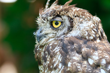 Spotted Eagle-Owl
