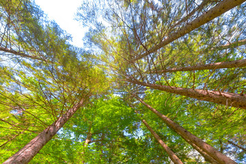 Trees in a forest from below, low angle perspective