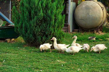 Fowl-run with white domestic ducks on a farm