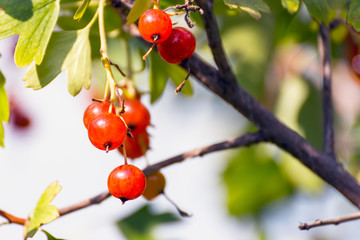 Red currant in the summer garden on a bush shakes the breeze