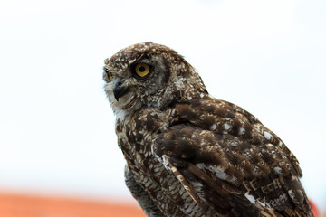 Spotted Eagle-Owl