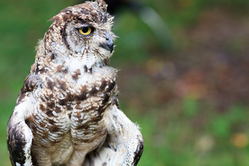 Spotted Eagle-Owl