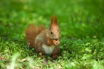Little funny red squirrel in the park