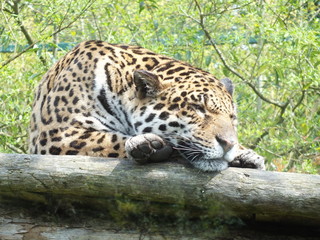 Animaux