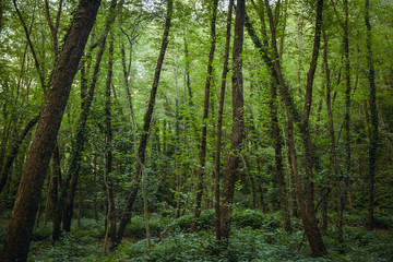 Beautiful forest scenery
