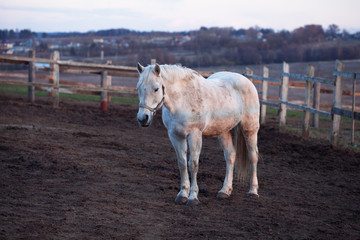 white horse stands in the corral © coffeemill