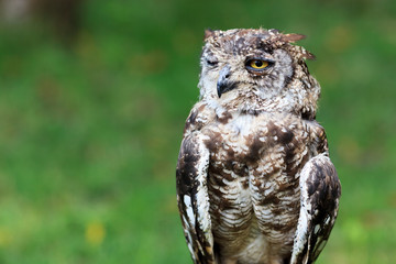 Spotted Eagle-Owl