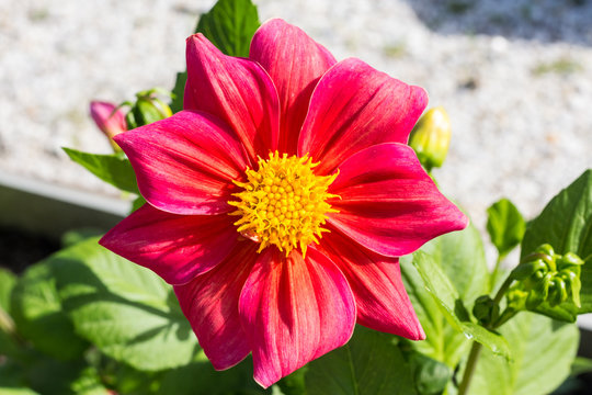 Fototapeta red flower with big petals in the garden closeup