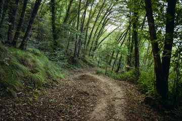 Beautiful forest scenery