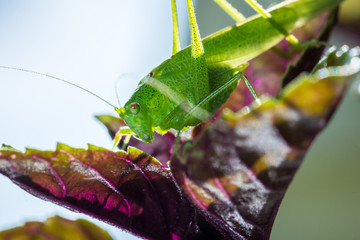 Grashüpfer, Heupferd, Grashopper