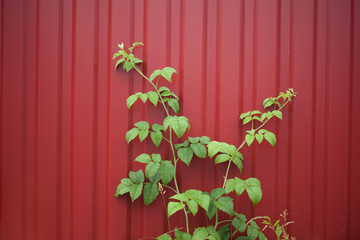 Red iron fence. Fencing of the territory.