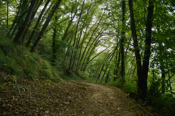 Beautiful forest scenery