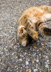 Katze