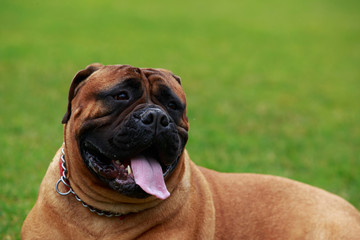 Dog breed Bullmastiff