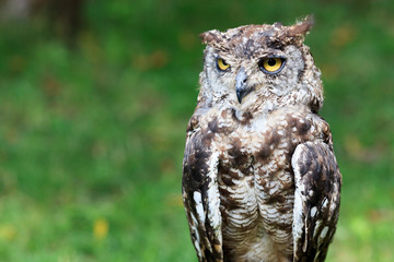 Spotted Eagle-Owl