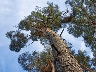 nature forest from botton to top
