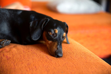 black brown dog dachshund lie on an orange couch at home