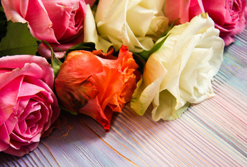 White, red and pink roses closeup