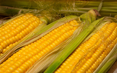 Corn cob between green leaves