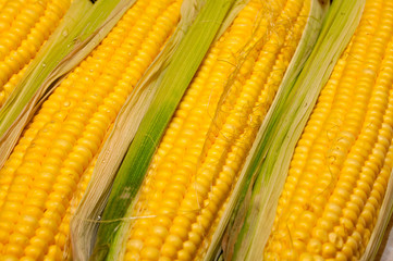 Corn cob between green leaves
