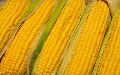 Corn cob between green leaves
