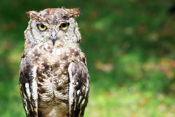 Spotted Eagle-Owl