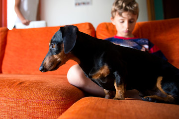 black brown dachshund and a boy sitting on an orange couch at home