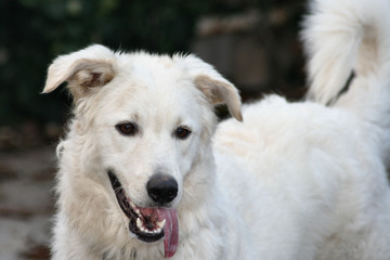 Big white dog looking into the camera
