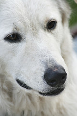 Big white dog looking into the camera, closeup
