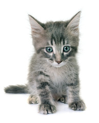 Obraz premium kitten in studio