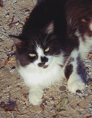 Tuxedo cat looking up