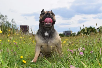 Stoff pro Meter Französische Bulldogge genießt das Leben © Bas