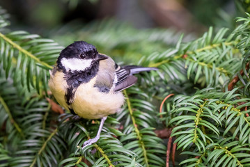 Kohlmeise auf einem Nadelbaum