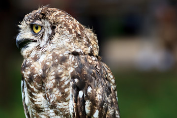 Spotted Eagle-Owl