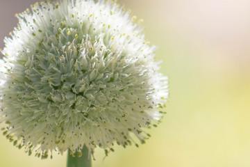Close-up of a large flowering garden onion with a cream background illuminated by the sun.
