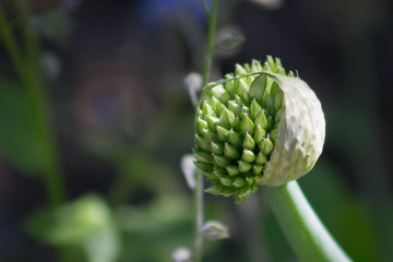 Close-up of newly blooming onion with its skin coming off in the garden leaning toward the sunlight.