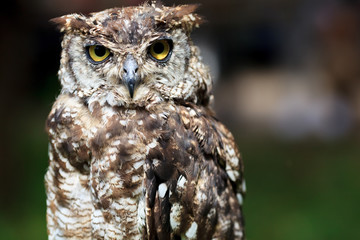 Spotted Eagle-Owl