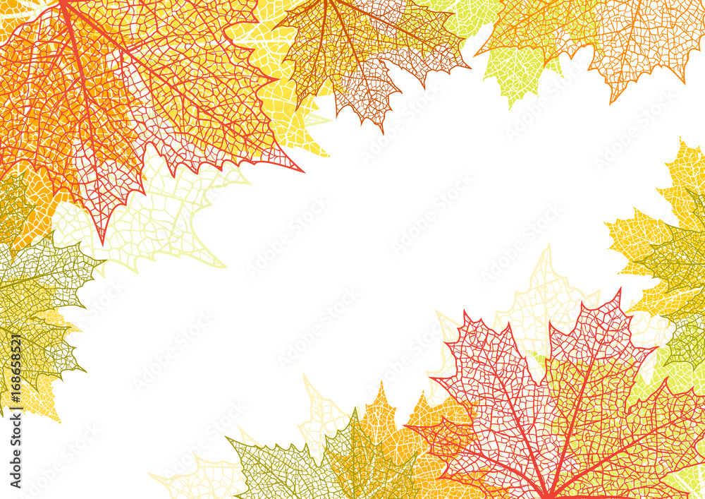 Canvas Prints autumn background and leaves of a maple