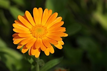 orange Blüte der Ringelblume