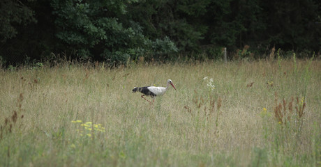 Obraz na płótnie Canvas stork stands on a beautiful meadow