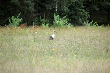 Obraz na płótnie Canvas stork stands on a beautiful meadow