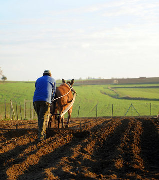 Agricultor con arado tradicional, cultivos de cereales, Andaluc&iacute;a, Espa&ntilde;a