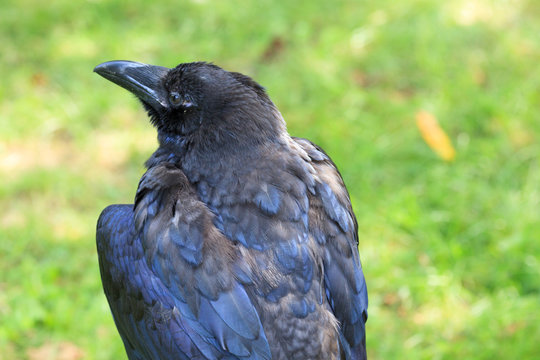 Common Raven