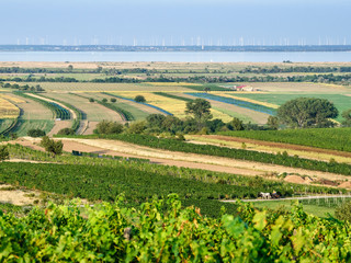 Weinberge am Neusiedlersee im Burgenland